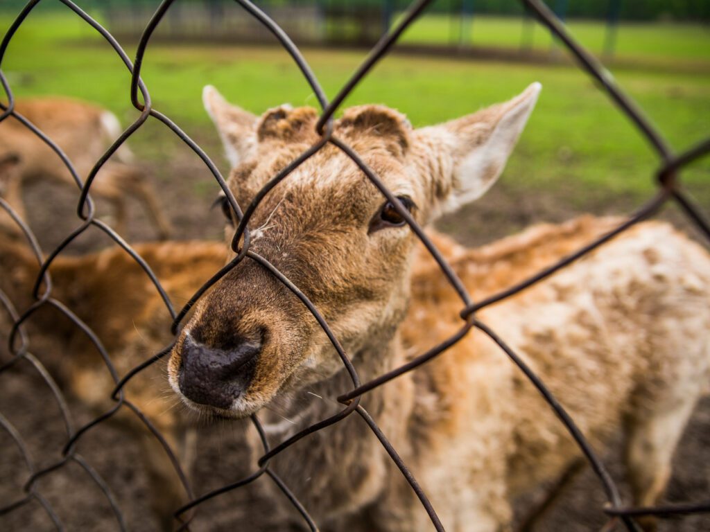 Deer Fence in Newtown