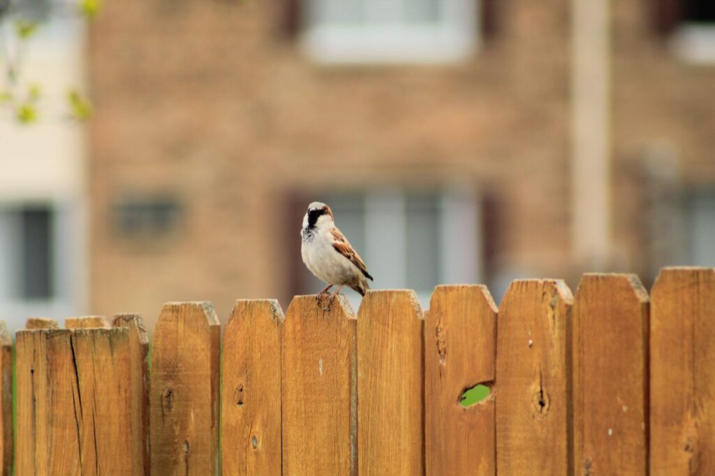 Cost of Installing a Privacy Fence in Newtown, CT