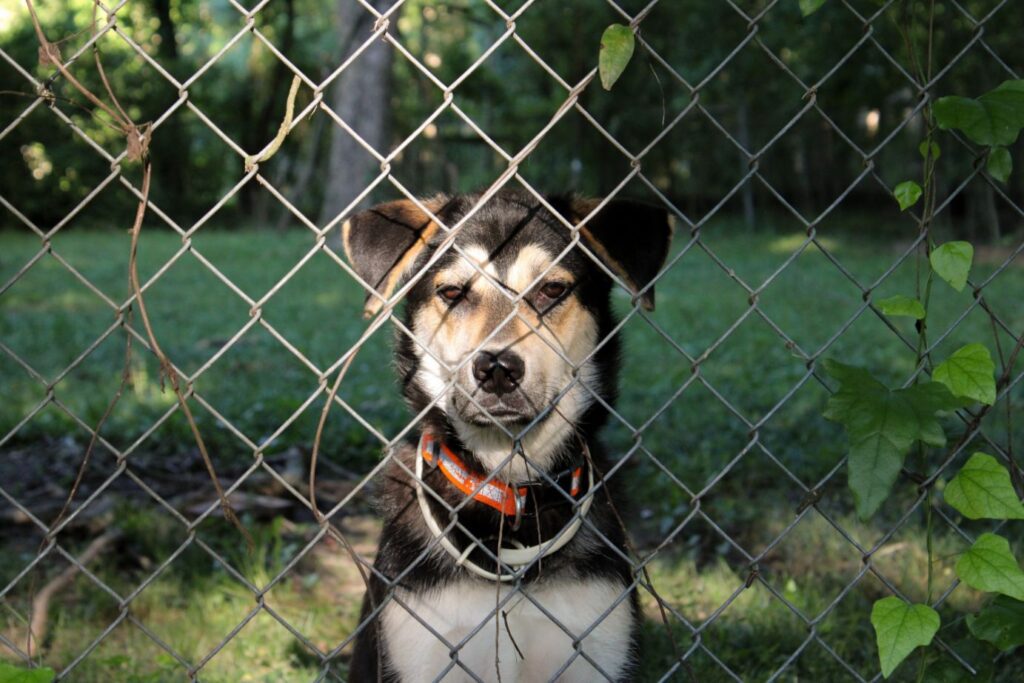 7 Effective Dog-Proof Fence Ideas to Keep Your Canine Safe - Newtown Fence Contractor