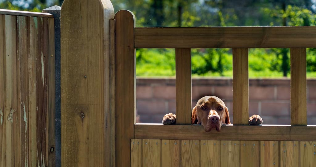 Step-by-Step Guide: How to Install a Dog Fence to Keep Your Furry Friend Safe - Newtown Fence Contractor