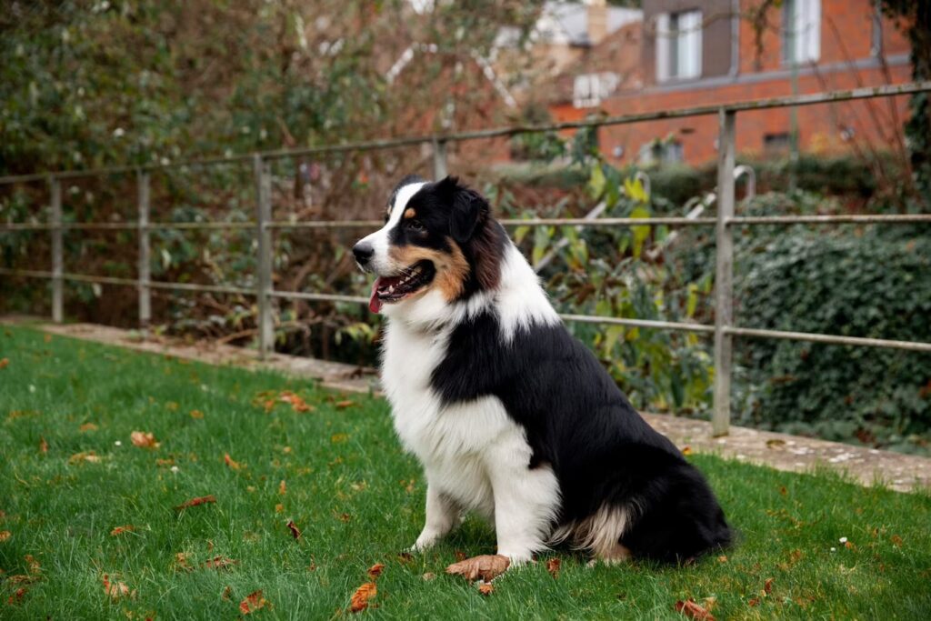 Fence Installation keeps the beautiful collie dog on the border outside