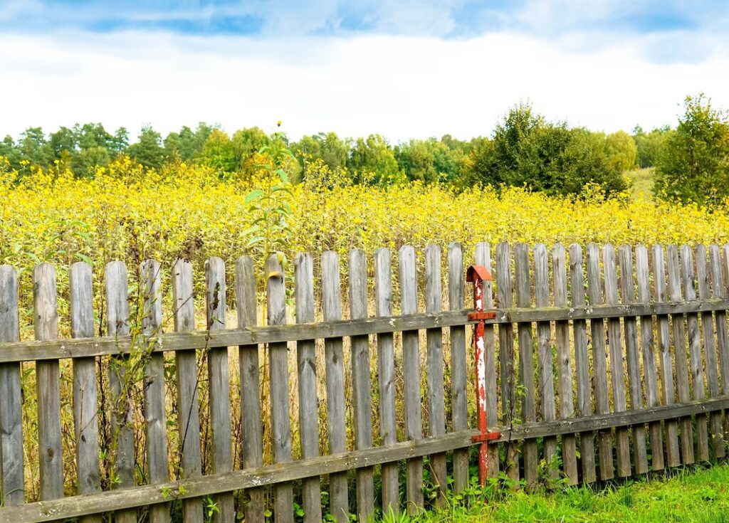 Beautiful shot on field with yellow flowers and trees and old wood fence