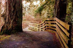 Narrow Pathway in the forest waith wood fence