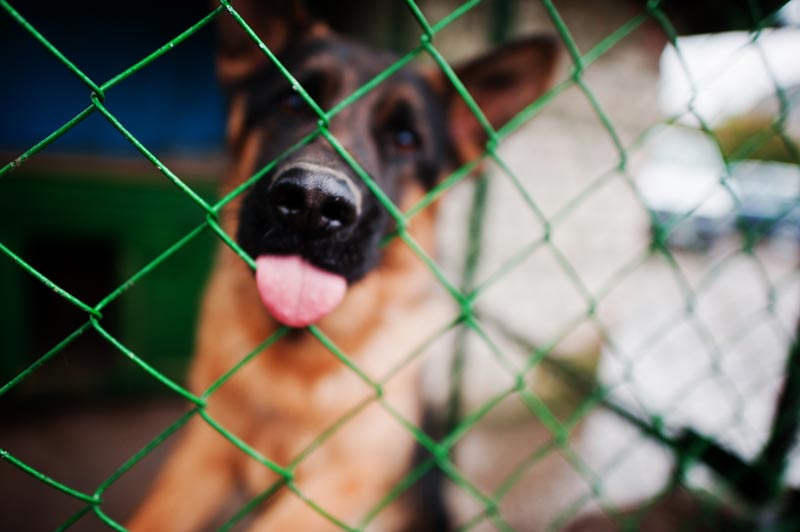 closeup image of a dog on a cage