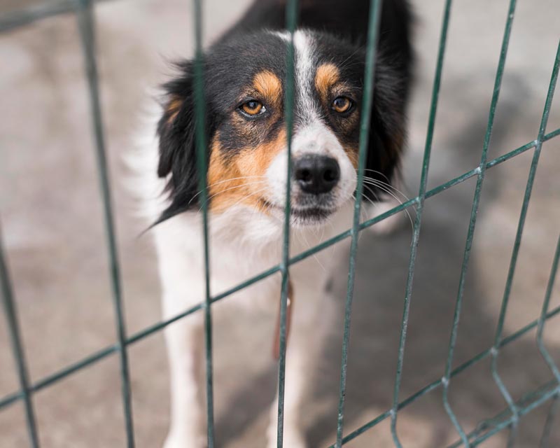 sad rescue dog inside the fence of adoption shelter