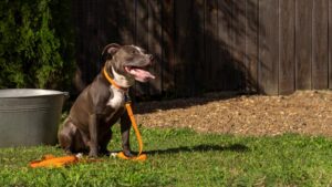 The Ultimate Guide to Dog-Proofing Your Garden Fencing in Newtown, CT: Dog Proof Fencing Ideas for Your Garden